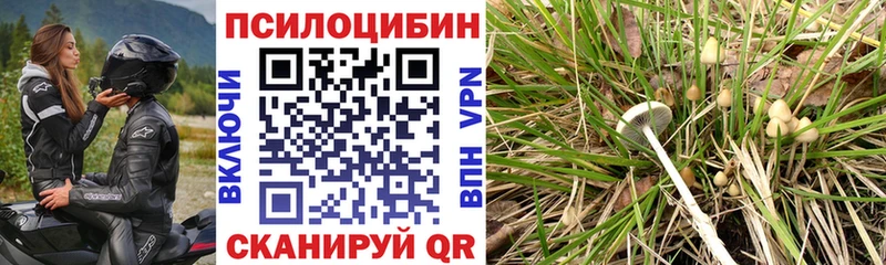 Псилоцибиновые грибы Psilocybe  Купить закладки  Голицыно 